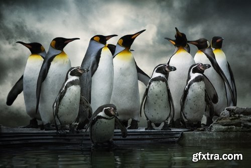 Collection of different penguins 25 UHQ Jpeg