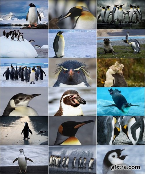 Collection of different penguins 25 UHQ Jpeg