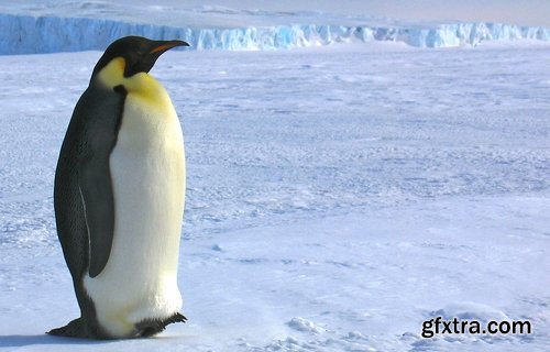 Collection of different penguins 25 UHQ Jpeg