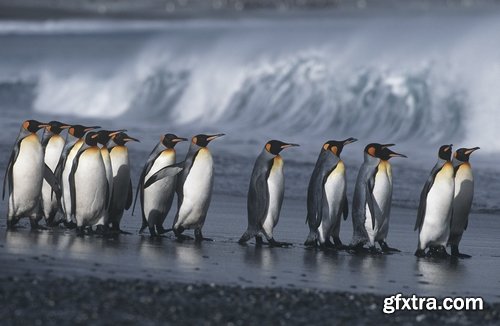 Collection of different penguins 25 UHQ Jpeg