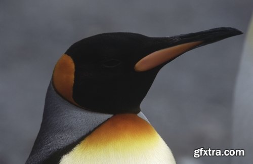 Collection of different penguins 25 UHQ Jpeg