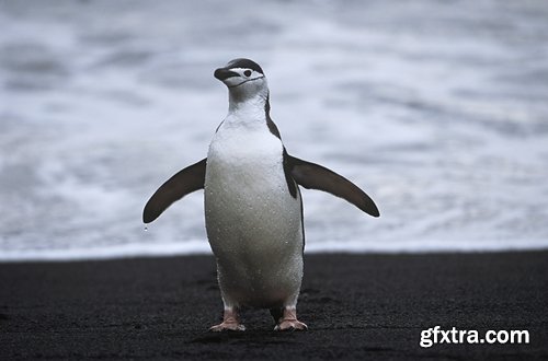 Collection of different penguins 25 UHQ Jpeg