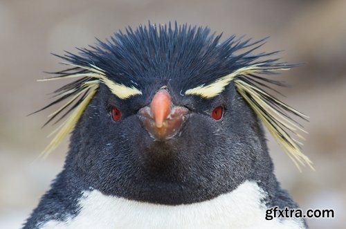 Collection of different penguins 25 UHQ Jpeg