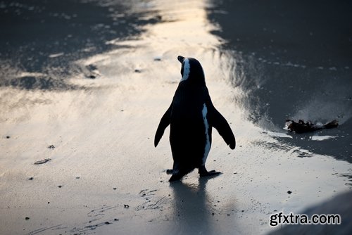 Collection of different penguins 25 UHQ Jpeg