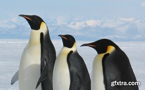 Collection of different penguins 25 UHQ Jpeg