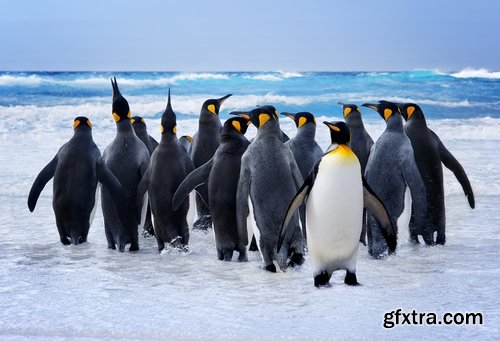 Collection of different penguins 25 UHQ Jpeg