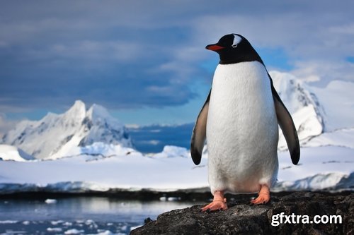 Collection of different penguins 25 UHQ Jpeg