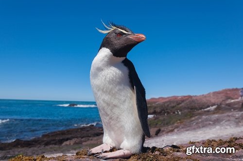 Collection of different penguins 25 UHQ Jpeg