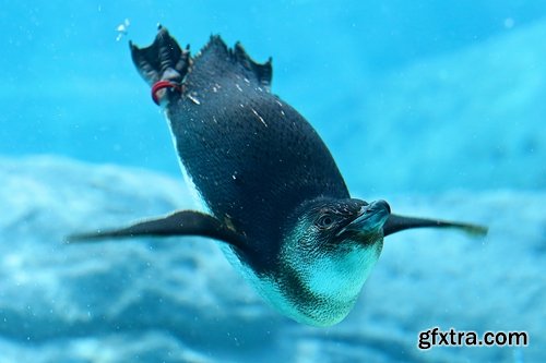 Collection of different penguins 25 UHQ Jpeg