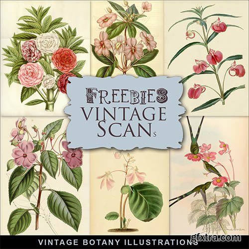 Scrap-kit - Vintage Botany Illustrations 2014