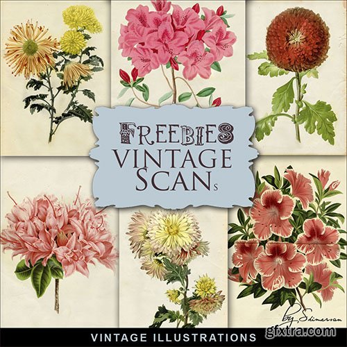 Scrap-kit - Vintage Botany Illustrations 2014 - 2