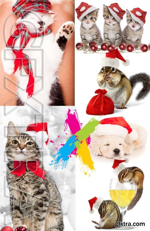 Stock Photos - Christmas. Funny Animals. 25xJPG