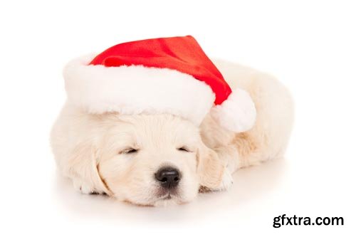 Stock Photos - Christmas. Funny Animals. 25xJPG