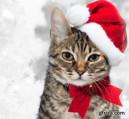 Stock Photos - Christmas. Funny Animals. 25xJPG