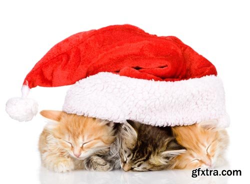 Stock Photos - Christmas. Funny Animals. 25xJPG