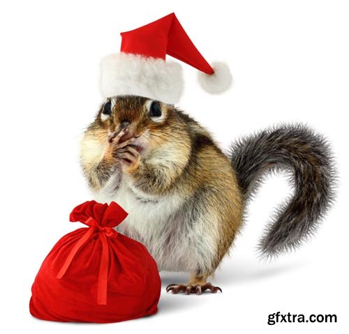 Stock Photos - Christmas. Funny Animals. 25xJPG