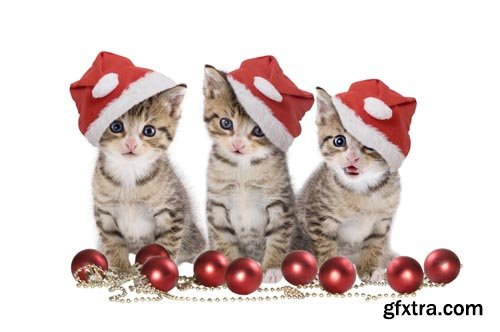 Stock Photos - Christmas. Funny Animals. 25xJPG