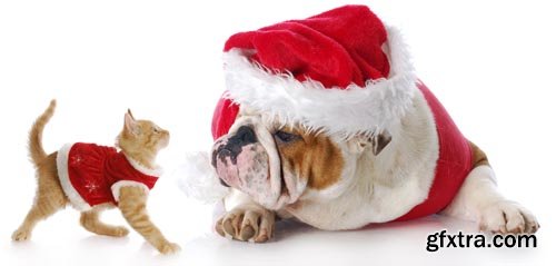 Stock Photos - Christmas. Funny Animals. 25xJPG