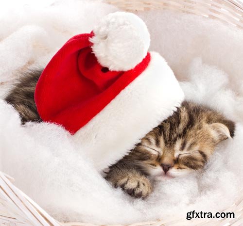 Stock Photos - Christmas. Funny Animals. 25xJPG