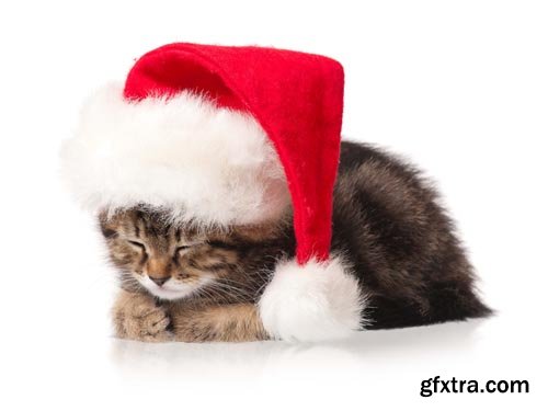 Stock Photos - Christmas. Funny Animals. 25xJPG