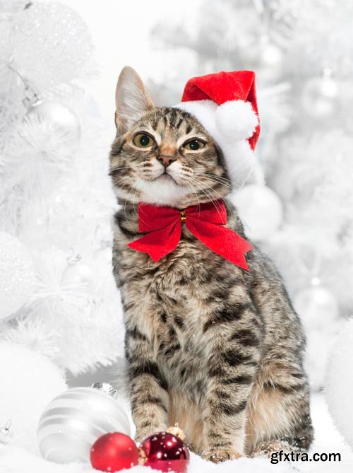 Stock Photos - Christmas. Funny Animals. 25xJPG