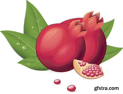 Pomegranate Vectors 25xEPS