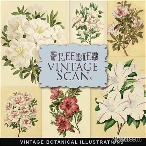 Scrap-kit - Vintage Botany Illustrations 2014 - 5