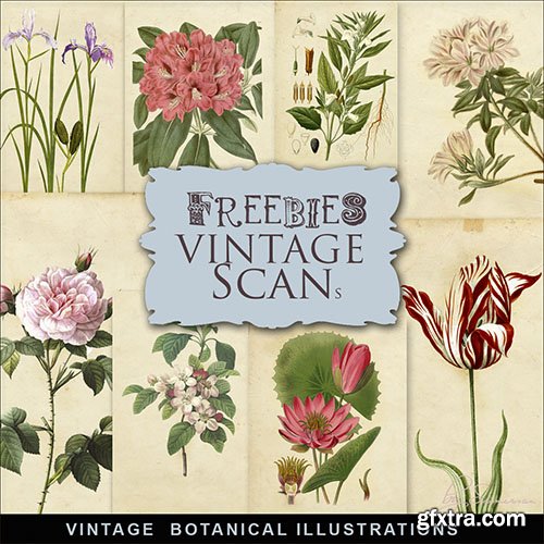 Scrap-kit - Vintage Botany Illustrations 2014 - 6