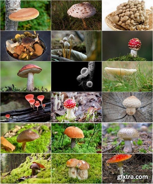 Collection of various types of fungi 25 UHQ Jpeg