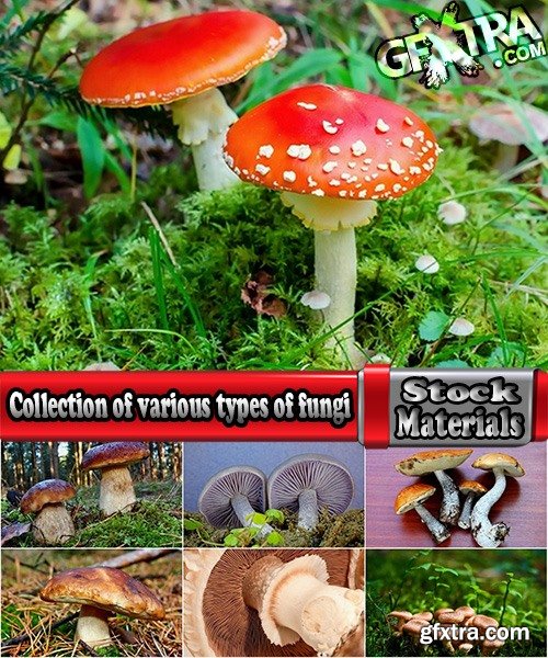 Collection of various types of fungi 25 UHQ Jpeg