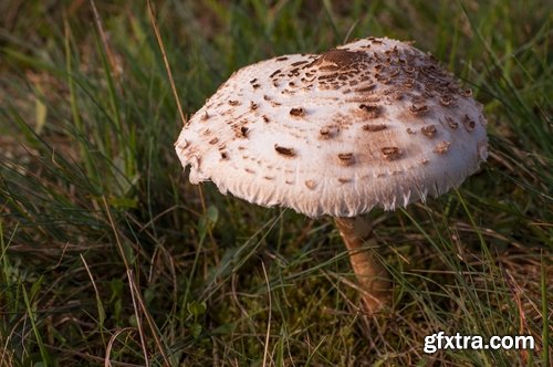 Collection of various types of fungi 25 UHQ Jpeg