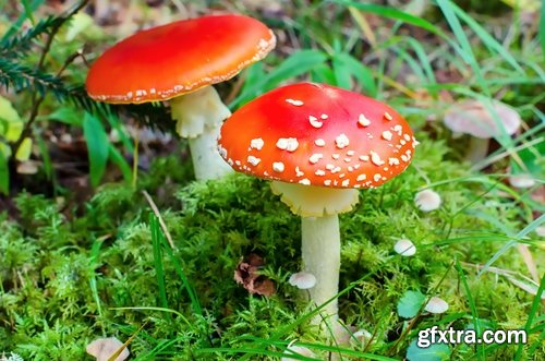 Collection of various types of fungi 25 UHQ Jpeg