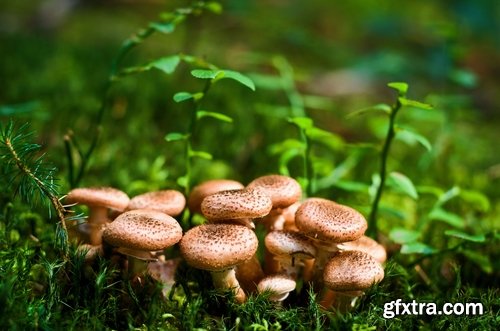 Collection of various types of fungi 25 UHQ Jpeg