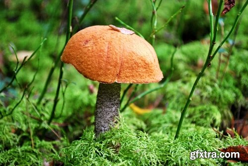 Collection of various types of fungi 25 UHQ Jpeg