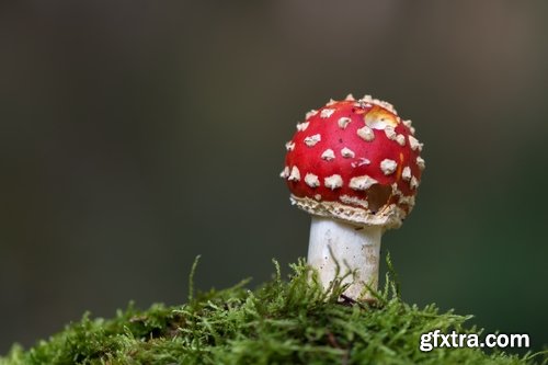 Collection of various types of fungi 25 UHQ Jpeg