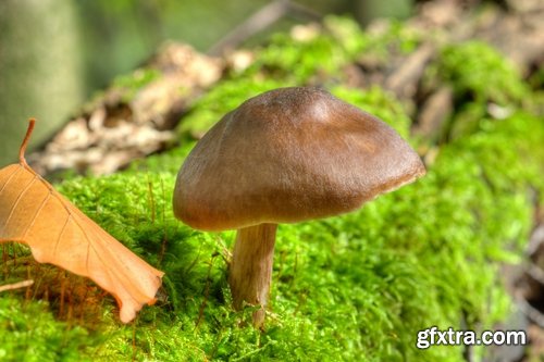 Collection of various types of fungi 25 UHQ Jpeg