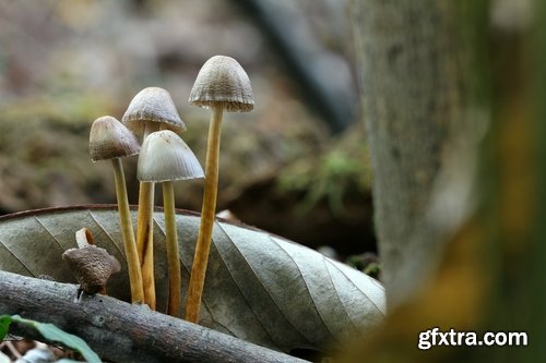 Collection of various types of fungi 25 UHQ Jpeg