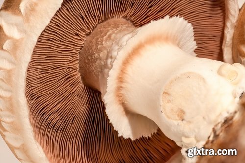 Collection of various types of fungi 25 UHQ Jpeg