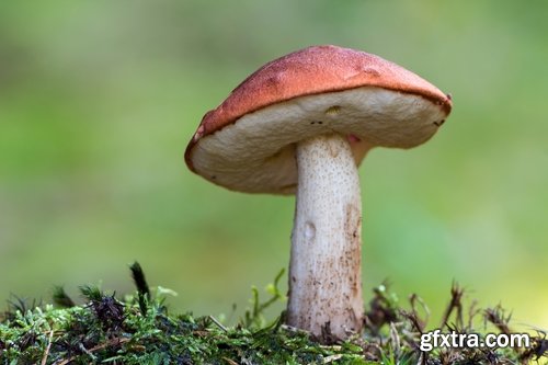 Collection of various types of fungi 25 UHQ Jpeg