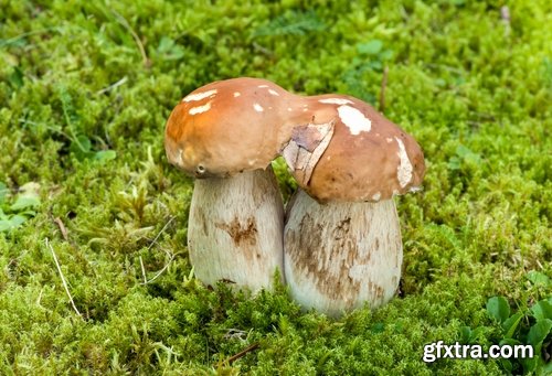 Collection of various types of fungi 25 UHQ Jpeg