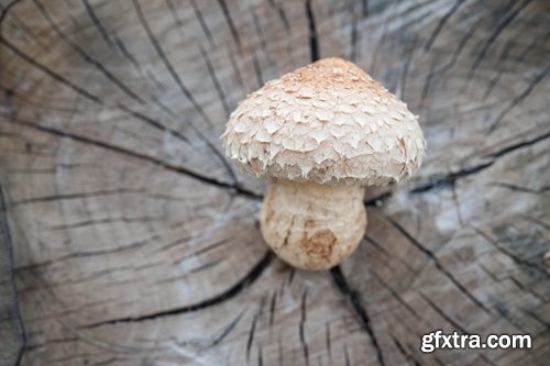 Collection of various types of fungi 25 UHQ Jpeg