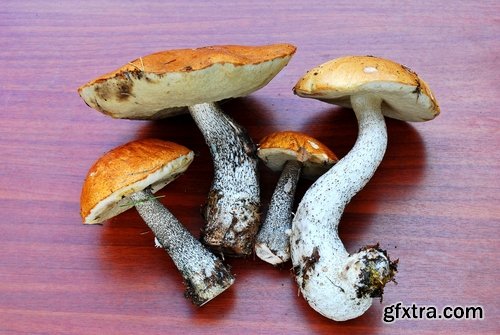 Collection of various types of fungi 25 UHQ Jpeg