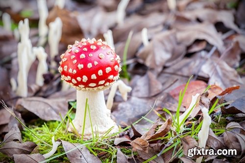 Collection of various types of fungi 25 UHQ Jpeg