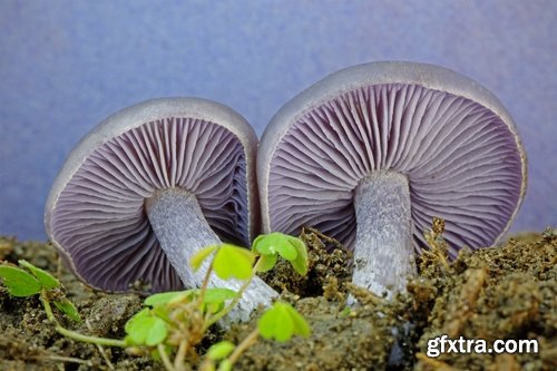 Collection of various types of fungi 25 UHQ Jpeg