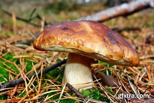 Collection of various types of fungi 25 UHQ Jpeg