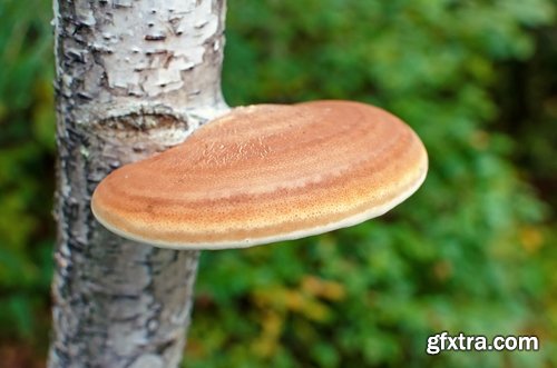 Collection of various types of fungi 25 UHQ Jpeg