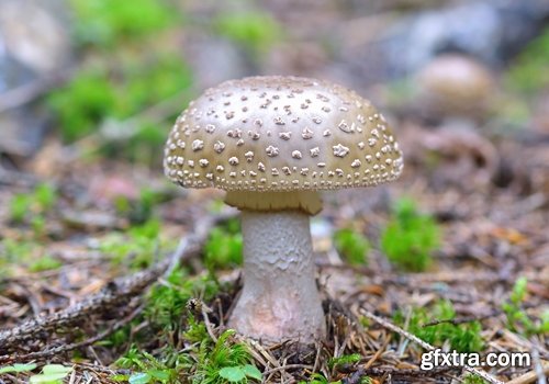 Collection of various types of fungi 25 UHQ Jpeg