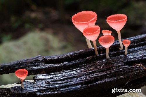 Collection of various types of fungi 25 UHQ Jpeg