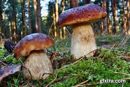 Collection of various types of fungi 25 UHQ Jpeg