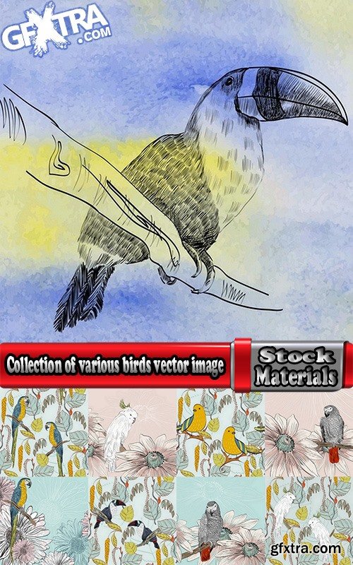 Collection of various birds vector image 25 Eps